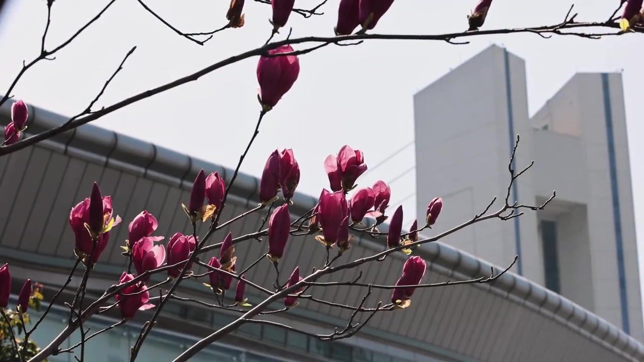 开云娱乐-2026中超联赛第2轮 浙江俱乐部1-1上海申花 Match Day比赛日纪实